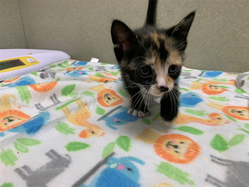 A550547, Baby Domestic Short Hair (medium coat), cat for adoption in Montclair, California