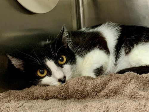 MIRANDA, an adoptable Domestic Short Hair in Moreno Valley, CA