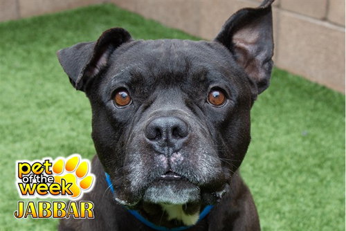 JABBAR, an adoptable Staffordshire Bull Terrier in Moreno Valley, CA
