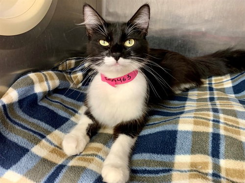 KALLIE, an adoptable Domestic Medium Hair in Moreno Valley, CA