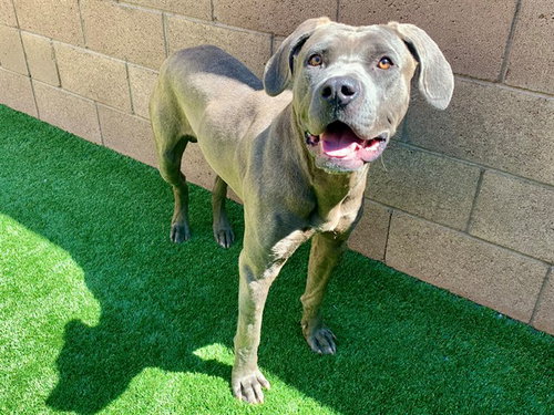 KIEFER, an adoptable Pit Bull Terrier in Moreno Valley, CA
