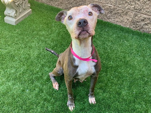 DAISY, an adoptable Pit Bull Terrier in Moreno Valley, CA