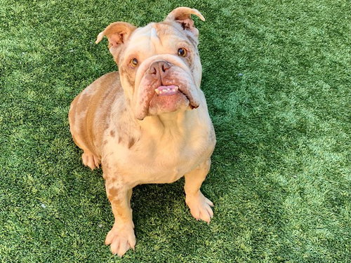 CHALUPA, an adoptable English Bulldog in Moreno Valley, CA