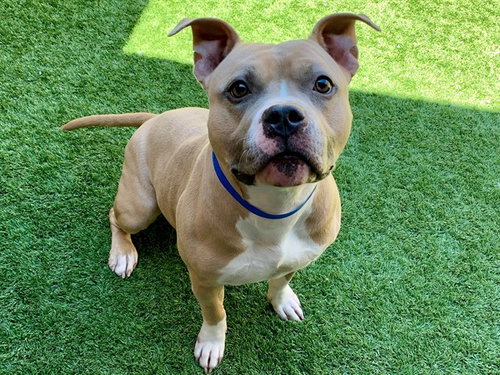 CHUBBS, an adoptable Staffordshire Bull Terrier in Moreno Valley, CA