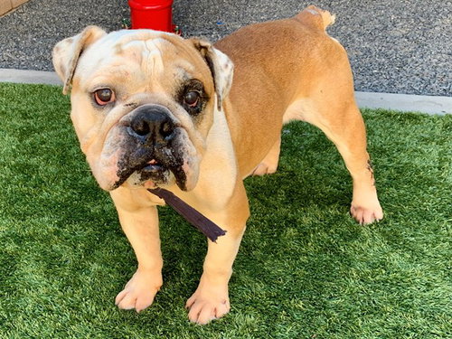 BANGLES, an adoptable Bulldog in Moreno Valley, CA
