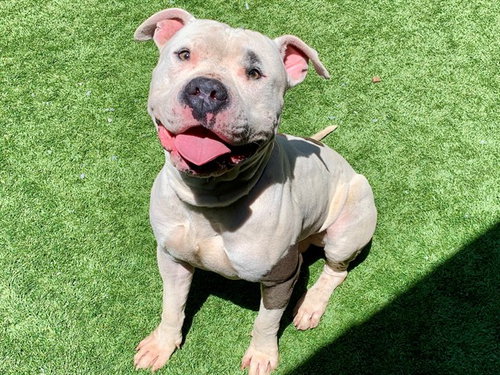 CARLOS, an adoptable Pit Bull Terrier in Moreno Valley, CA