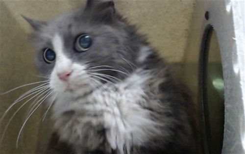 A550793, an adoptable Domestic Long Hair in Moreno Valley, CA