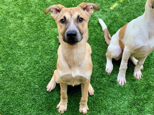 TOSHA, an adoptable Anatolian Shepherd in Moreno Valley, CA