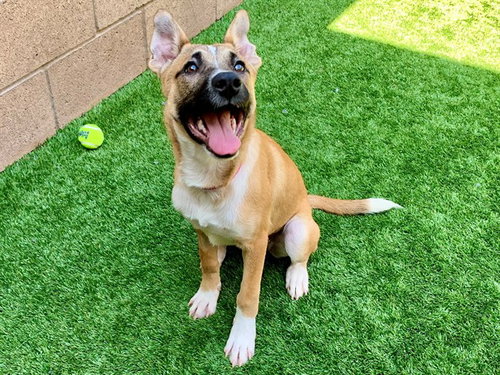 TAMI, an adoptable Anatolian Shepherd in Moreno Valley, CA