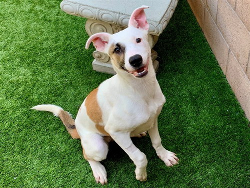 TAMBERINE, an adoptable Anatolian Shepherd in Moreno Valley, CA
