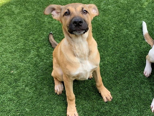 TAVERN, an adoptable Anatolian Shepherd in Moreno Valley, CA