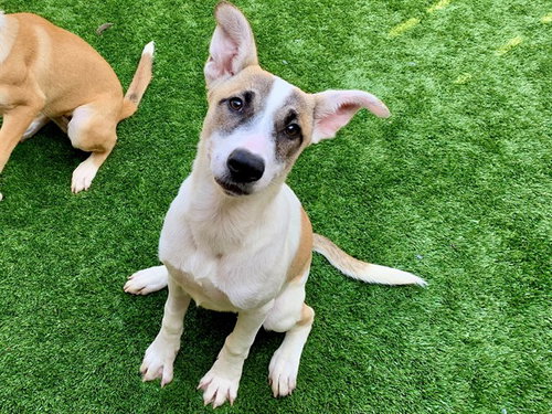 TABITHA, an adoptable Anatolian Shepherd in Moreno Valley, CA