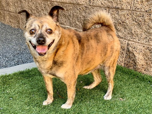 JONAH, an adoptable Chihuahua in Moreno Valley, CA