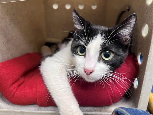 ALLIE, an adoptable Domestic Short Hair in Moreno Valley, CA
