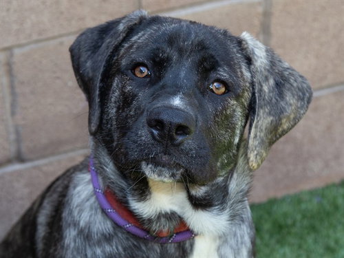 LEONARDO, an adoptable Mastiff in Moreno Valley, CA