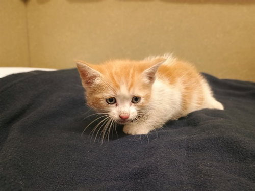 A551145, an adoptable Domestic Short Hair in Moreno Valley, CA