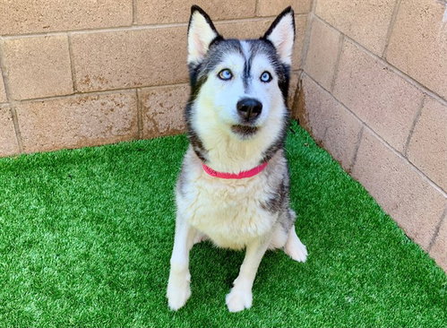 ALIA, an adoptable Siberian Husky in Moreno Valley, CA