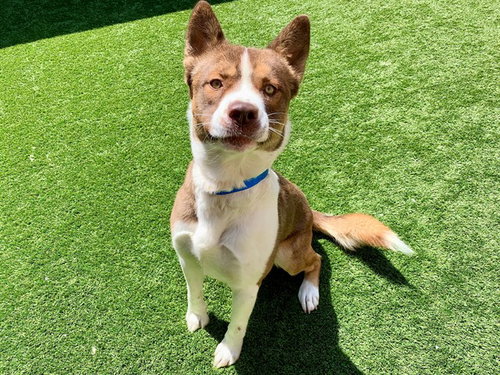 JUSTIN, an adoptable Siberian Husky in Moreno Valley, CA