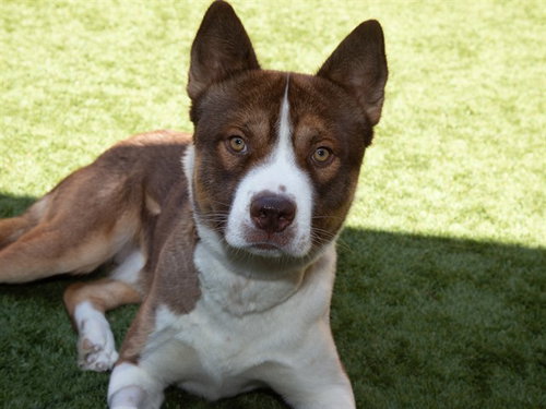 JUSTIN, an adoptable Siberian Husky in Moreno Valley, CA