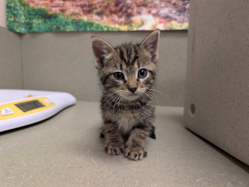 A551207, an adoptable Domestic Short Hair in Moreno Valley, CA