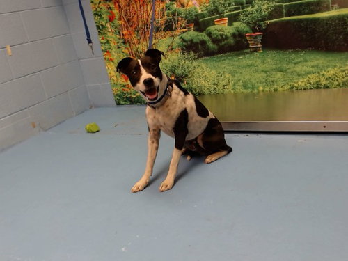 PEPE, an adoptable Parson Russell Terrier in Moreno Valley, CA