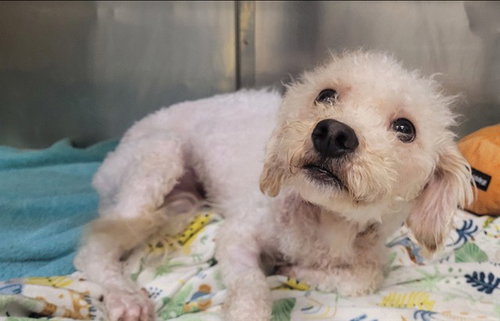 SAMI, an adoptable Poodle in Moreno Valley, CA