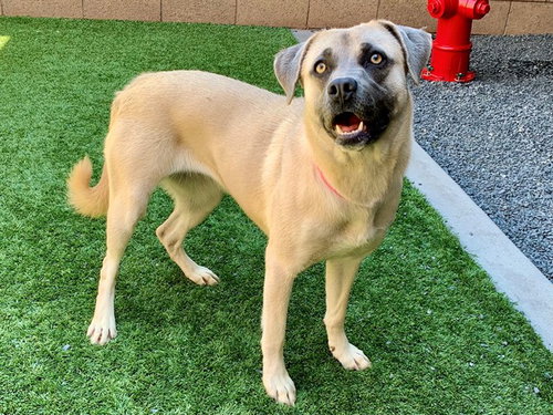 LESLIE, an adoptable Pit Bull Terrier in Moreno Valley, CA
