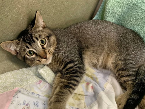 SPIFFY, Baby Domestic Short Hair (medium coat), cat for adoption in Perris, California