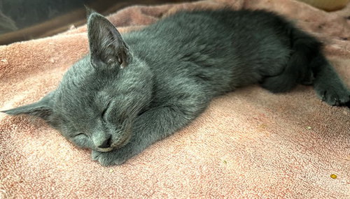 CALYPSO
