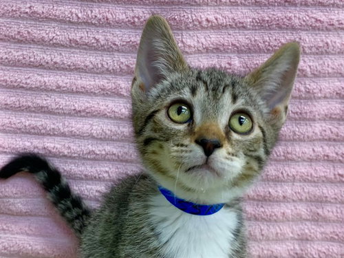 BERTO, Baby Domestic Short Hair / Mixed (medium coat), cat for adoption in Perris, California