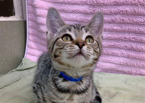 GAGE, Baby Domestic Short Hair / Mixed (medium coat), cat for adoption in Perris, California