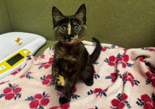 TORTIE