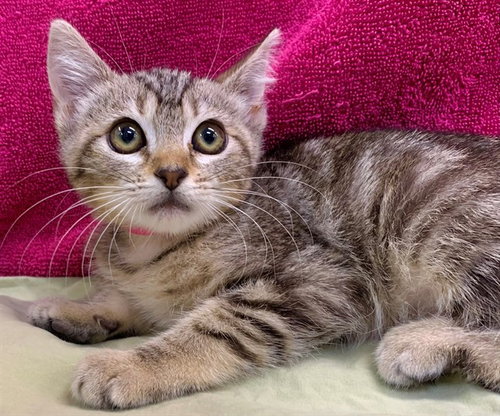 NIKKI, Baby Domestic Short Hair / Mixed (medium coat), cat for adoption in Perris, California