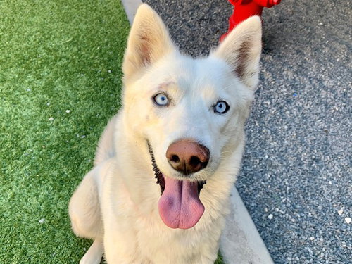 KLONDIKE