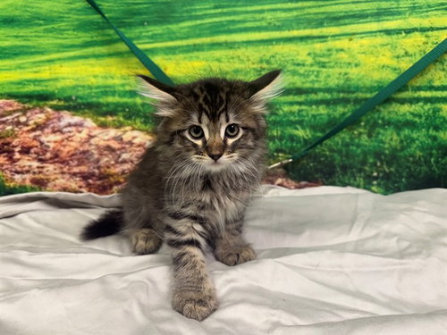 SHOBAB, Baby Domestic Medium Hair (medium coat), cat for adoption in Rialto, California