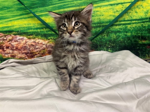 NATHAN, Baby Domestic Medium Hair (medium coat), cat for adoption in Rialto, California