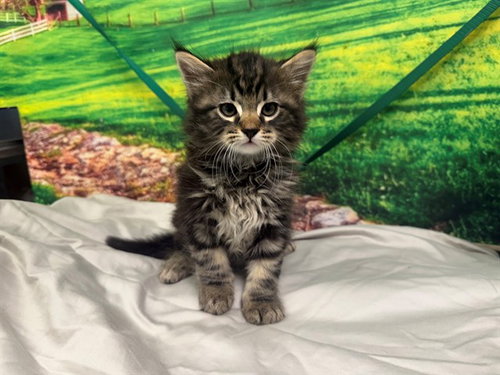 SOLOMAN, Baby Domestic Medium Hair (medium coat), cat for adoption in Rialto, California