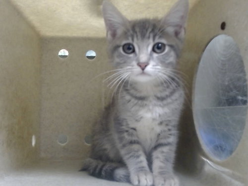 A551391, Baby Domestic Short Hair / Mixed (medium coat), cat for adoption in Highland, California