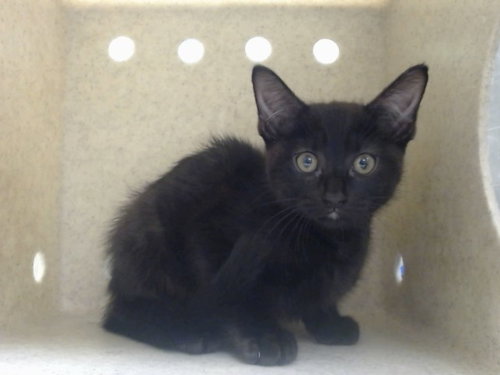 A551392, Baby Domestic Short Hair / Mixed (medium coat), cat for adoption in Highland, California