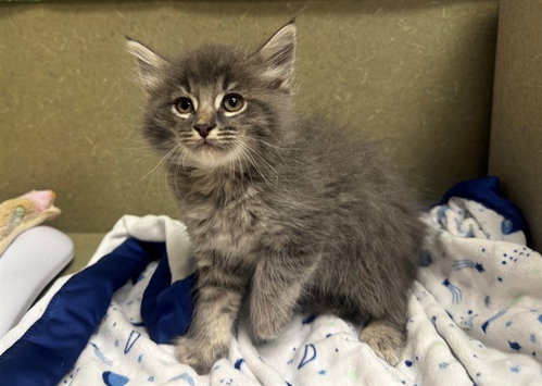 A551550, Baby Domestic Long Hair / Mixed (medium coat), cat for adoption in Rialto, California