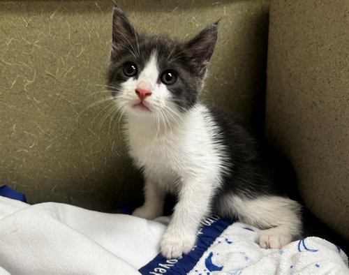 A551552, Baby Domestic Medium Hair (medium coat), cat for adoption in Rialto, California