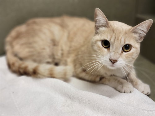 A551403, Adult Domestic Short Hair (medium coat), cat for adoption in Rialto, California