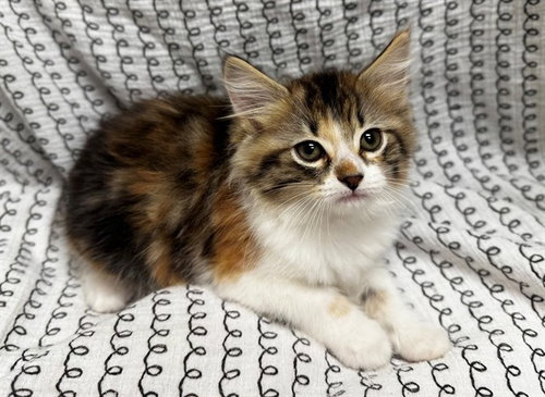 A551412, Baby Domestic Medium Hair (medium coat), cat for adoption in Rialto, California
