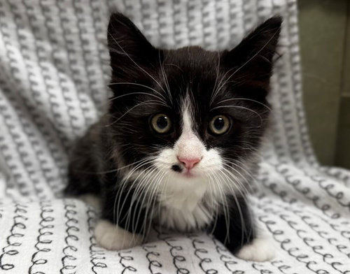 A551413, Baby Domestic Medium Hair (medium coat), cat for adoption in Rialto, California