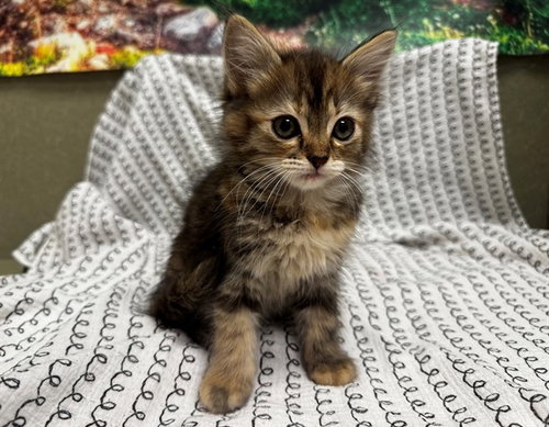 A551414, Baby Domestic Medium Hair (medium coat), cat for adoption in Rialto, California