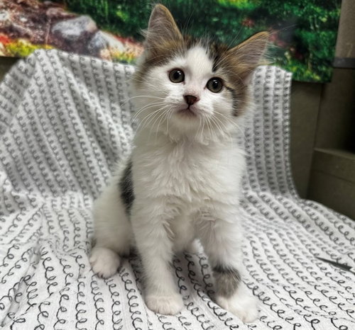 A551415, Baby Domestic Medium Hair (medium coat), cat for adoption in Rialto, California