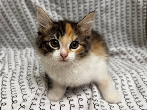 A551416, Baby Domestic Medium Hair (medium coat), cat for adoption in Rialto, California