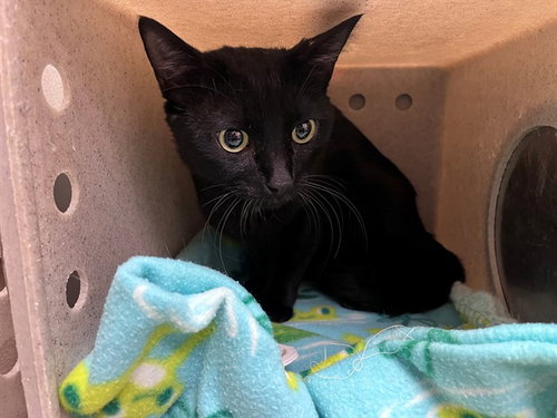 A551434, Senior Domestic Short Hair (medium coat), cat for adoption in Apple Valley, California