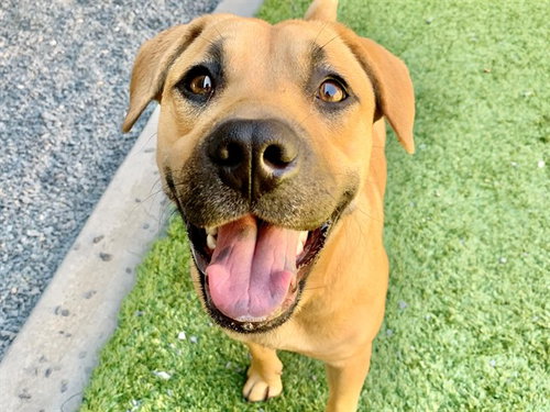CHATA, an adoptable Pit Bull Terrier in Moreno Valley, CA