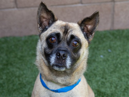 FINIGAN, an adoptable Pug in Moreno Valley, CA